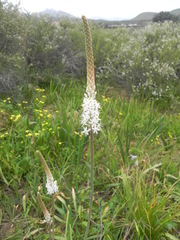 Bulbinella cauda-felis