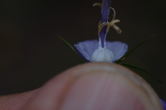 Campanula martinii