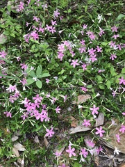 Phlox adsurgens