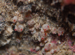 Stolonica australis