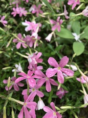 Phlox adsurgens