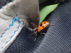 Hippodamia septemmaculata