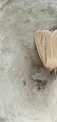 Mythimna pallens