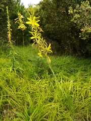Asphodeline liburnica