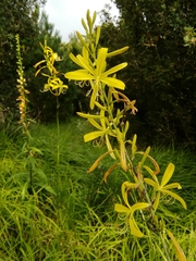Asphodeline liburnica
