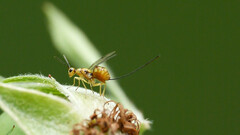Megastigmus aculeatus