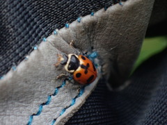 Hippodamia septemmaculata