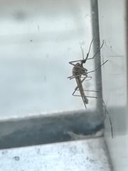 Culiseta longiareolata