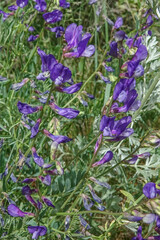 Vicia onobrychioides