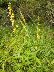 Digitalis laevigata