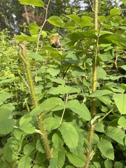 Rosa acicularis