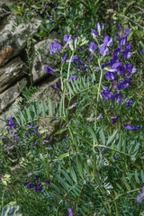 Vicia onobrychioides