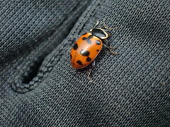 Hippodamia septemmaculata