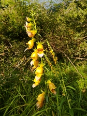 Digitalis laevigata