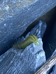 Insecta