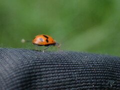 Hippodamia septemmaculata