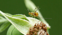 Megastigmus aculeatus