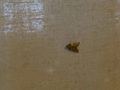 Aglossa disciferalis
