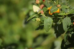 Cyanophrys herodotus