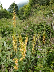 Digitalis laevigata