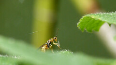 Megastigmus aculeatus