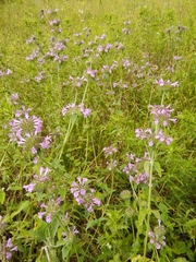 Clinopodium vulgare orientale