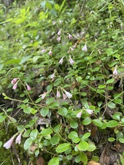 Linnaea borealis