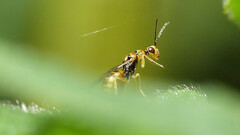Megastigmus aculeatus