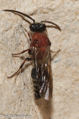 Physetopoda ligustica