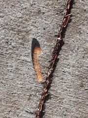Lepidoptera