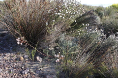 Serruria williamsii