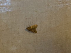Aglossa disciferalis