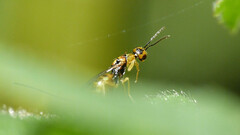 Megastigmus aculeatus