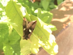 Autographa bractea
