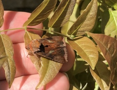Autographa bractea