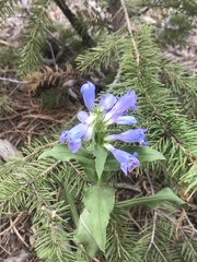 Penstemon glaber