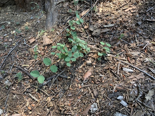 Creeping Snowberry foliage