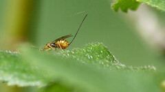 Megastigmus aculeatus