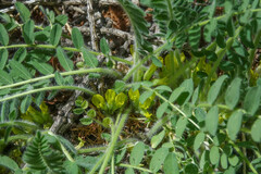 Astragalus exscapus
