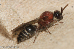 Physetopoda ligustica