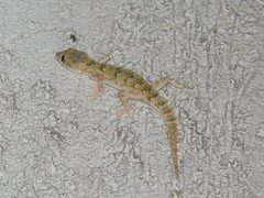 Mediodactylus danilewskii