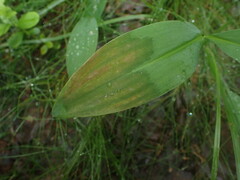 Botrytis convallariae