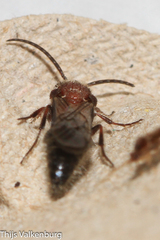 Physetopoda ligustica