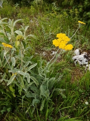 Achillea clypeolata