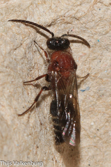 Physetopoda ligustica