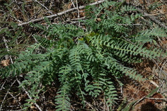 Astragalus exscapus