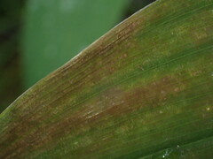 Botrytis convallariae
