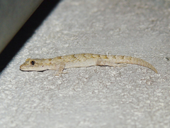 Mediodactylus danilewskii