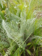 Achillea clypeolata
