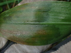 Botrytis convallariae